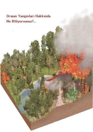 * Amerikalı araştırmacılar küresel ısınmanın orman yangınlarını tetiklediğini vurguluyor.