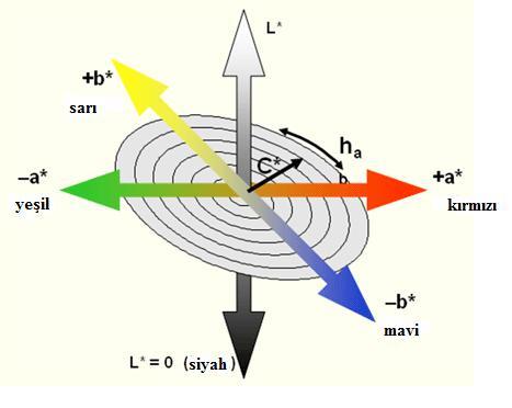 36 renk koordinatları CIE L*a*b* renk koordinat sistemine (Şekil 3.1) göre belirlenmiştir (CIE, 1976).