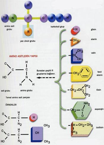 16 tek özellik, moleküle bir ucundan bağlanan yan zincir grubudur. Bu yan zincir gruplarının her amino asitte farklı olması sayesinde her amino asit birbirinden çok farklı özelliklere sahip olur.