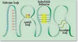 Proteinlerin yapısındaki amino asit yan zincirleri hidrofilik yada hidrofobik özellikte olabilmektetir.