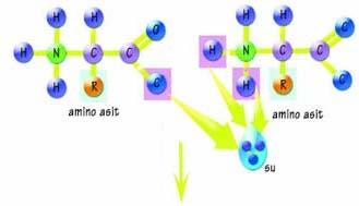 18 Bir proteinin meydana gelebilmesi için gerekli olan amino asit çeşitlerinin, uygun sayı ve