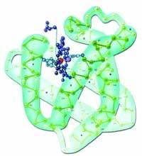 21 Şekil 2.23 Miyoglobin proteininin üç boyutlu yapısı ve atomları arasındaki peptid grupları. (Watson, 1976) Şekil 2.24 Bir proteinin üç boyutlu yapısı. [3] 2.