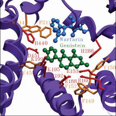 33 Şekil 2.38 HSA-warfrain kompleksi ile genistein bağlanmasının moleküler gösterimi.