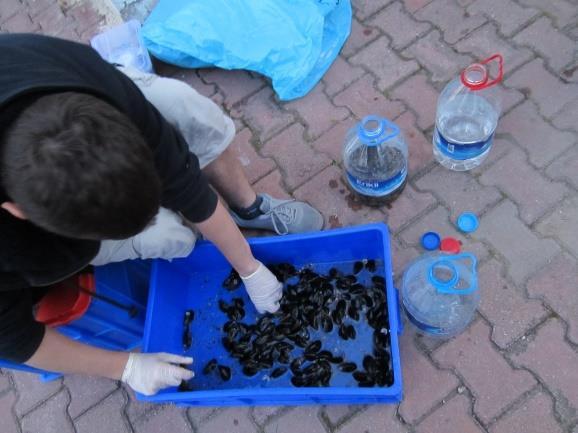 Tersaneler Bölgeleri'ne yerleştirilecek midyeler ise Anadolu Kavağı'ndan yerel midye satıcıları