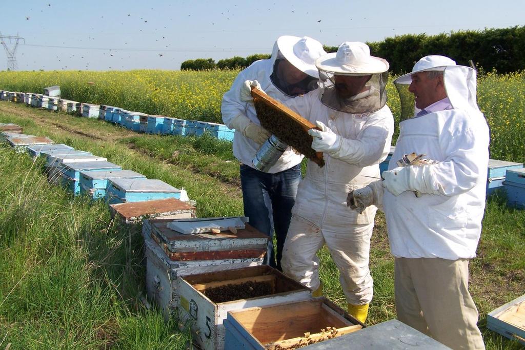 Benzer yöntemlerle benzer arı kolonileri kullanılarak yapılan arıcılık sonunda biyoyararlılığı biribirinden farklı ürünler elde edilmesi bu farkı yaratan etkinin arının ziyaret ettiği bitkilerden