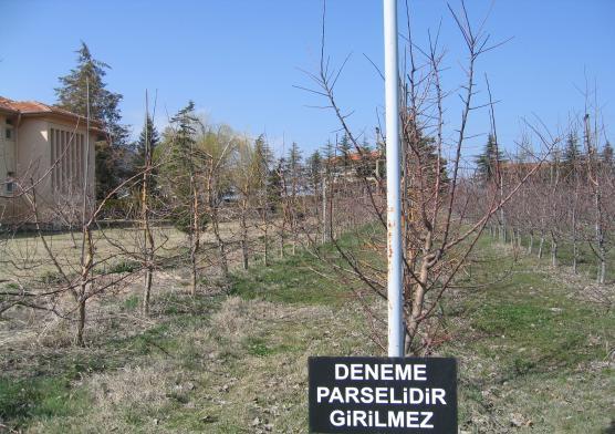 3. MATERYAL ve YÖNTEM 3.1. Materyal 3.1.1. Bitkisel materyal Bu çalışma 2006-2008 yılları arasında, Eğirdir Bahçe Kültürleri Araştırma Enstitüsü nde yürütülmüştür.