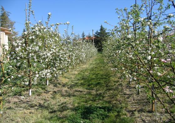 5m olacak şekilde dikilmiş olan M9 bodur elma klonal anacı üzerine aşılı, 6 yaşlı, aşağıda özellikleri verilen Jerseymac (erkenci) ve Jonagold (geçci) elma çeşitlerine ait ağaçlar oluşturmuştur