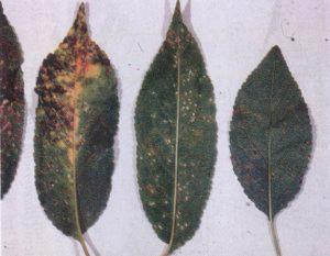 Yaprak lekesi hastalğının: a) Yapraktaki; b) Meyve sapındaki belirtileri YAPRAK LEKESİ HASTALIĞI (Blumeriella jaapii) Yaprak lekesi hastalığı, kirazlardan çok, vişne ağaçlarında zarar yapan bir