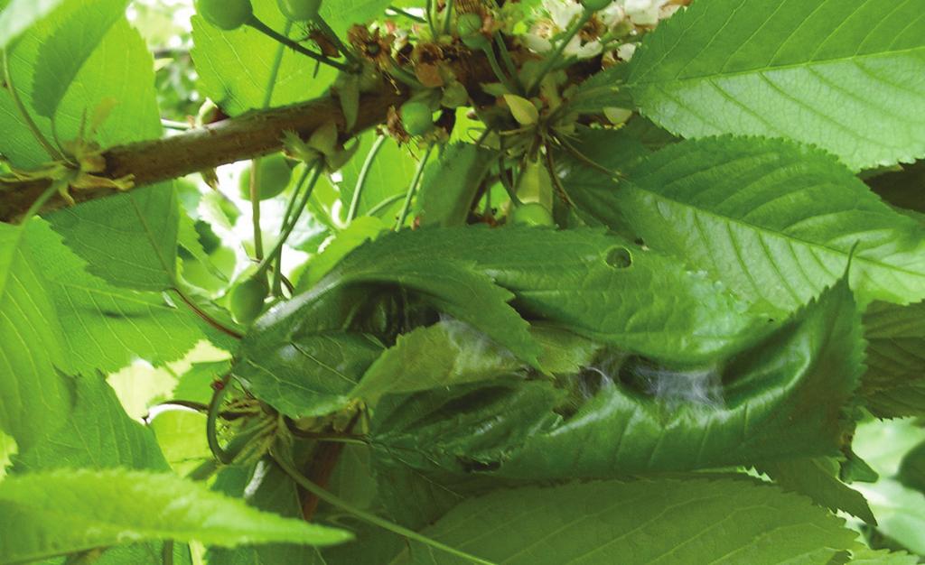 zeytin ile kahverengi arasında değişmektedir.