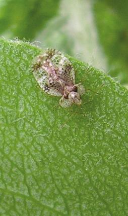 ARMUT KAPLANI (Stephanitis pyri) Ağaç kaplanı ergini ve zararı Tanımı ve Yaşayışı: Ön kanatları arı peteği gibi desenli olup, uçları ve ortası duman rengindedir.