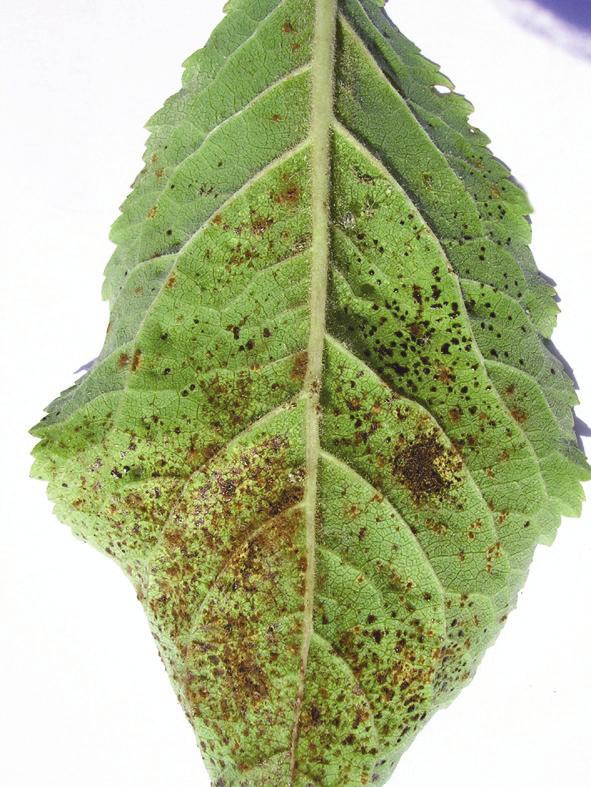 Zarar Şekli Zararlı yaprak öz suyunu emerek yapraktaki klorofili yok eder ve yaprak yüzeyinde sarımsı beyaz lekelere neden olurlar.