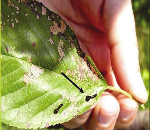 KİRAZ SÜLÜĞÜ (Caliroa limacina) Tanımı ve Yaşayışı Erginleri, 5 mm boyunda ve parlak siyah renkte olan bir arıcıktır. Larvalar 7-9 mm boyunda ve yeşilimsi siyah renktedir.