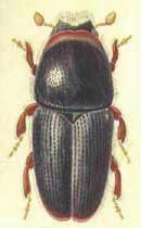 YAZICI BÖCEKLER Meyve Yazıcı Böceği (Scolytus rugulosus) Meyve yazıcıböceği ergini ve zararı Tanımı ve Yaşayışı Meyve yazıcıböceği erginleri, koyu esmer veya siyah renklidir.