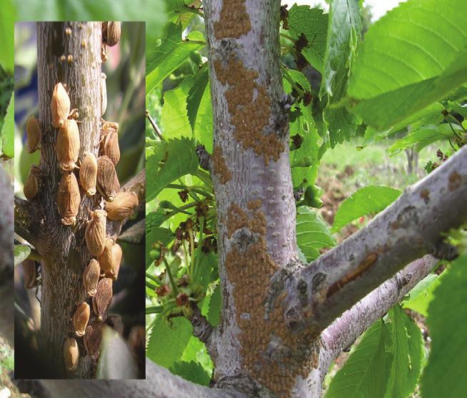 ÇAMURATAN (Agalmatium flavescens) Bu böcek, daha çok kiraz bahçelerindeki otsu bitkilerle beslenir. Kiraz için ekonomik önemi olmayan bir zararlıdır.