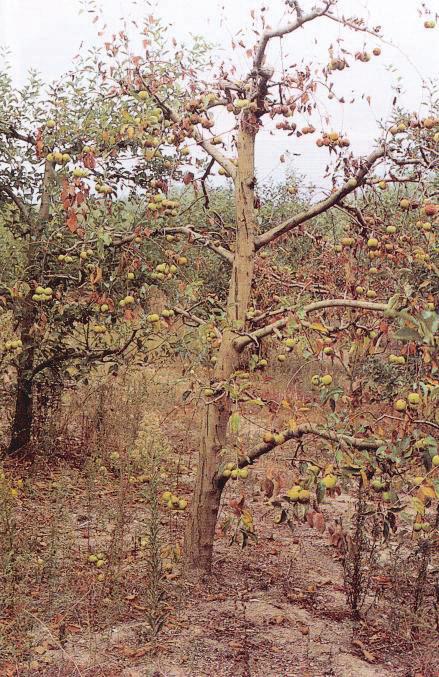 MEYVE AĞAÇLARINDA ROSELLİNİA KÖK ÇÜRÜKLÜĞÜ HASTALIĞI (Rosellinia necatris) Hastalıklı ağacın görünümü Hastalık Belirtileri: Hastalığa yakalanmış ağaçlardaki ilk belirti yapraklardaki sararmalardır.