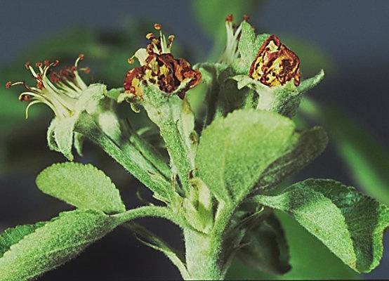 Meyve gözkurdu larvalarını zarar yaptığı çiçekler. Badem gözkurdu (A. amygdali): Badem gözkurdu erginleri 3.0-4.2 mm uzunluğunda, kahve renklidir.