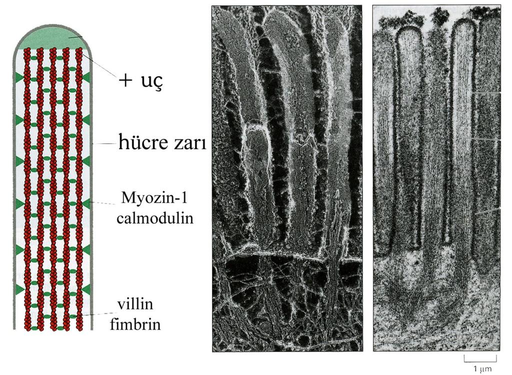 AkYn Bağlayıcı Proteinler Villin