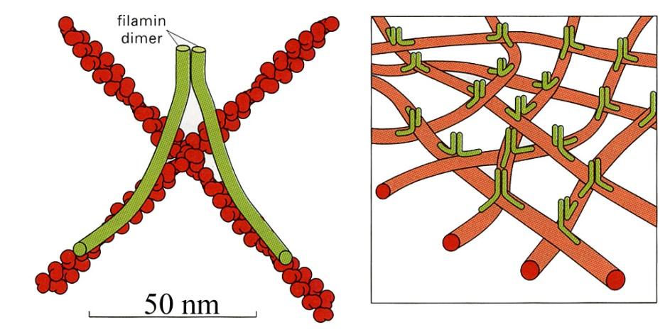 Gelsolin (capping) Myosin- 1