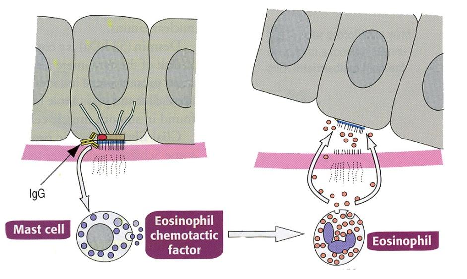salgılar ECF, eozinofillerden proteaz