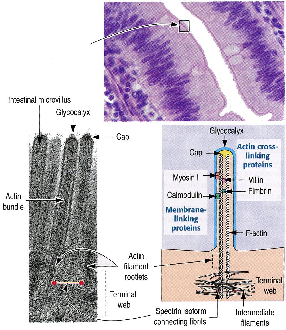 Mikrovillus Formin