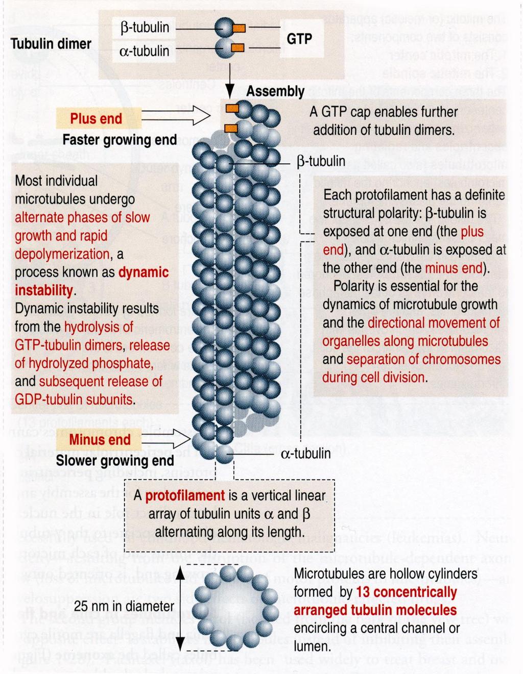 (- ) uç GDP Polimerizasyon ve Depolimerizasyon GTP şapkası (+) uç MT