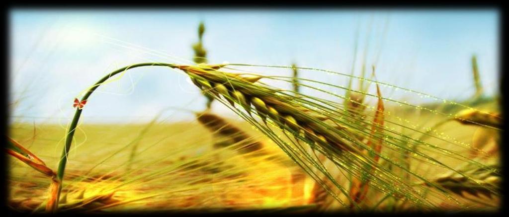 BORSAMIZDA İŞLEM GÖREN BUĞDAYLAR 15.06.2017 02.08.2017 tarihine kadar borsamız satış salonunda işlem gören buğday miktarı: 17.326.