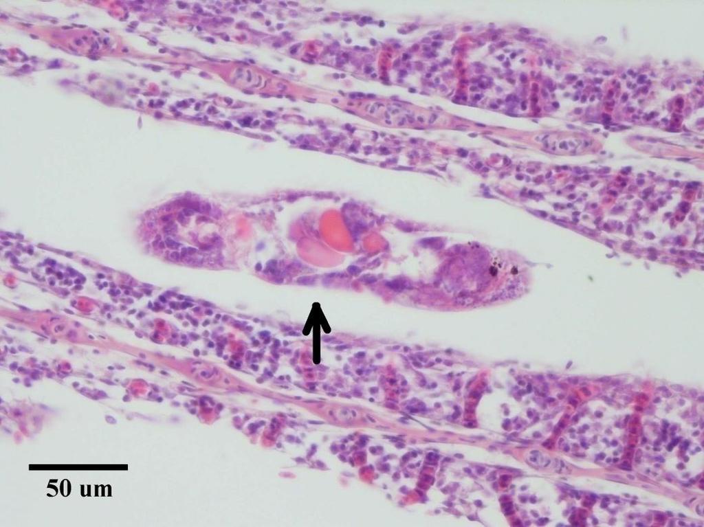 Şekil.3.19. Dactylogyrus sp.