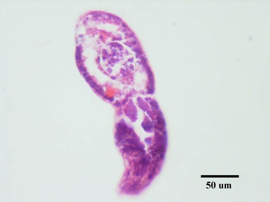 HxE. Şekil.3.20. Dactylogyrus sp.