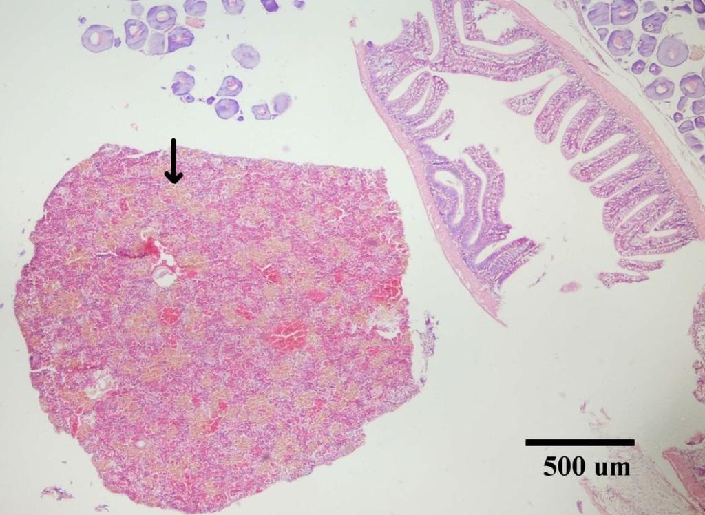 Şekil.3.37. Dalakta hemosideroz.