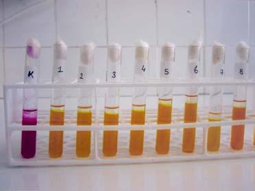Voges-Proskauer Testi (Glikozdan Aseton Üretimi): 48 saatlik inkübasyon sonrası, tüp üzerine ilave edilen alfa-naftol ve potasyum hidroksit çözeltileri ile oluşan, kırmızı renge doğru