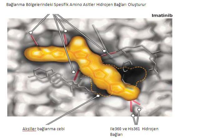 10 Şekil 1.5. Imatinib mesilat ın BCR-ABL tirozin kinazın ABL kinaz domain ine bağlanma modeli (Wei ve ark.