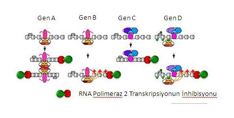 18 PcG proteinleri aracılığı ile gerçekleştirilen gen baskılanma mekanizmaları için de öne sürülen birtakım modeller bulunmaktadır. Aşağıdaki şekil 1.