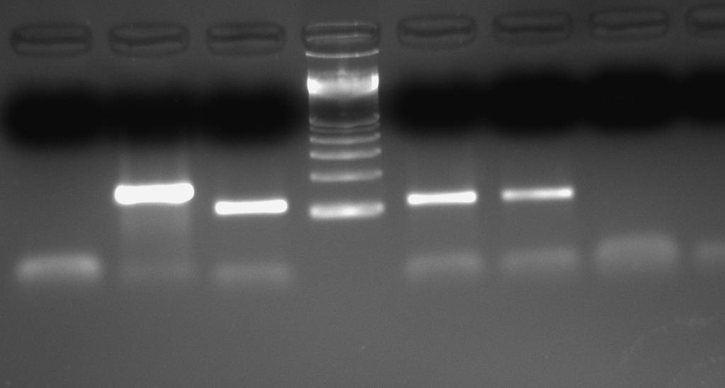 63 histon 3 proteinin 27. Lizin rezidüsüne 3 metil grubunun ekli olup olmadığı da ChIP deneylerinde H3K27me3 e spesifik antikorlar ile belirlenmiştir.