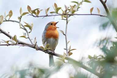 Imagine you wake up to an unique morning with birds songs. It is what life is.