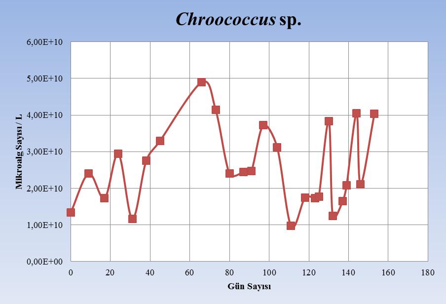 53 Şekil 4.5. Chroococcus sp.