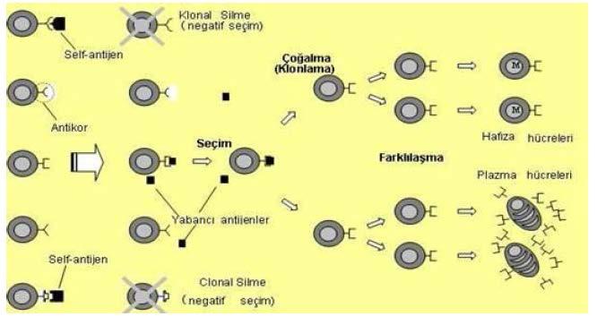 Şekil 3.7 Klonal Seçim Mekanizması [49