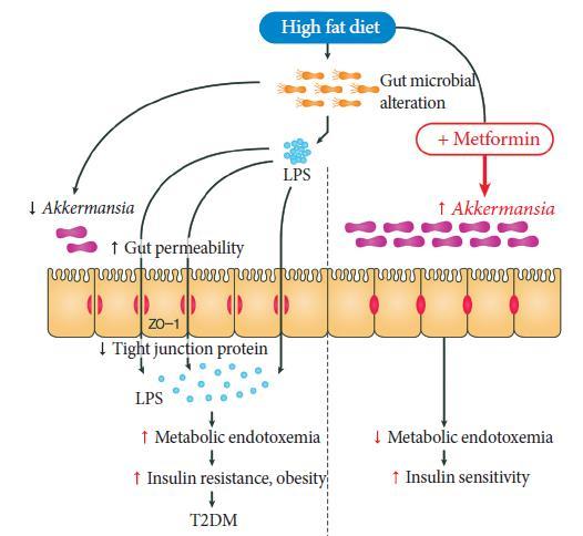 Gut mikrobota üzerine HFD ve metformin in