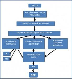 İL-1,2,6,8 ve PAF dır. TNF-alfa ve İL-1 inflamasyonu başlatan en önemli sitokinlerdir.