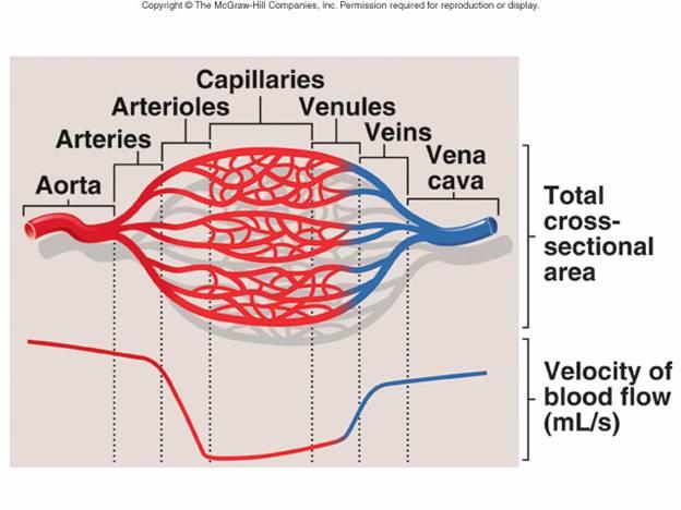 Dolaşımdaki kanın dağılımı Kanın % 75 ven ve venüllerde % 5 kapillerllerlede