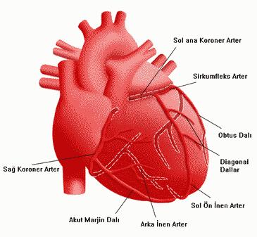 KALBİ BESLEYEN DAMARLAR Kalp Aort damarının başlangıcından ayrılan ve