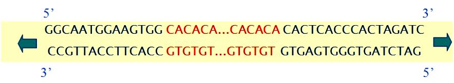 11 mikrosatelitler DNA nın tüm genoma yayılmış durumda bulunmaktadırlar (Ashley ve Dow, 1994, Forbes vd., 1995, Ellegren vd., 1997, Schlötterer, 1998, Hancock, 2001, Toth vd., 2000, Beuzen vd.