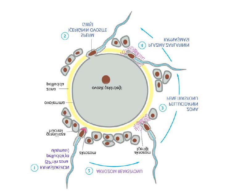 Şekil 8: Fertilizasyon için sperm ve yumurta reaksiyonları 86 Günümüzde İntra sitoplazmik sperm enjeksiyonu (ICSI) şiddetli erkek infertilitesi tedavisinde tek çözümdür.