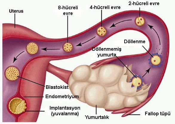 Şekil 9: Embriyo gelişiminin birinci haftası