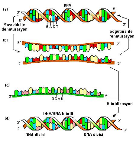 115 Nükleik asit (DNA) Hibridizasyonu ġekil 2.35.