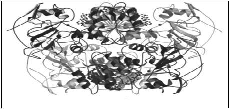 19 Şekil 1.2. SDH enziminin aktif bölgesindeki çinko iyonunun koordinasyonu (Johansson et al.