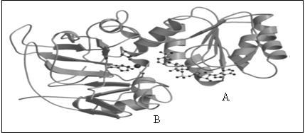 20 Şekil 1.4. SDH enziminin bir alt biriminin yapısı *(A: koenzim bağlama bölgesi, B: katalitik bölge) (Johansson et al.