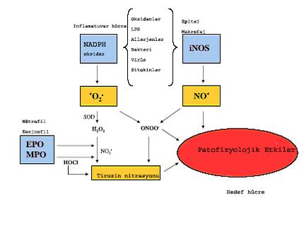 Endojen NO nun bazal bronşiyal vasküler tonusu regüle ettiği, ekzojen NO nun ise sigara dumanının inhalasyondan sonra görülen bronşiyal vazodilatasyondan sorumlu olduğu