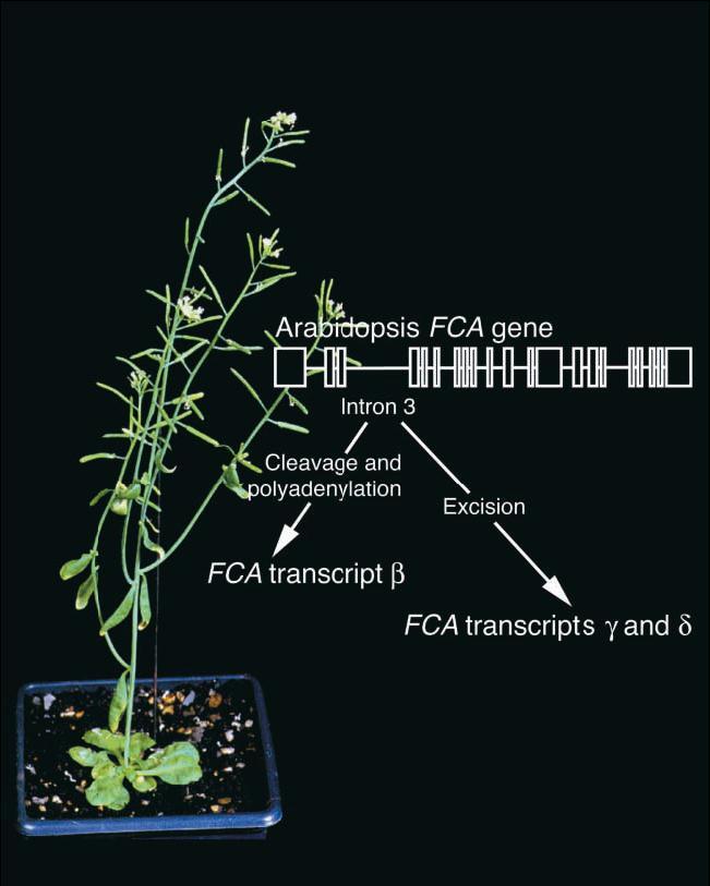 Alternatif kırpılma: Büyüme düzenlenmesi Alternatif kırpılma FCA geninde ççiçeklenmeyi düzenler. FCA çiçeklenmeyi uyarır.