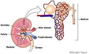 TOKSİK ETKİLER RENAL: Renal disfonksiyon Poliüri,