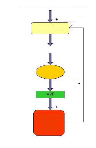 Hipotalamus Hipotalamus Hipofiz Hipofiz Oksitosin